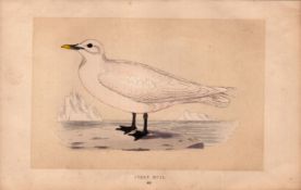 Ivory Gull Rev Morris Antique History of British Birds 170 Years -Old Engraving.