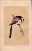 Long Tailed Tit Rev Morris Antique History of British Birds 170 Years-Old Engraving.