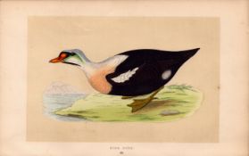King Duck Rev Morris Antique History of British Birds 170 Years-Old Engraving.