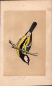 Great Tit Rev Morris Antique History of British Birds 170 Years-Old Engraving.