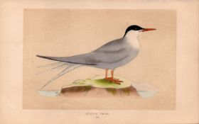 Arctic Tern Rev Morris Antique History of British Birds 170 Year-Old Engraving.