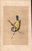 Blue Tit Rev Morris Antique History of British Birds 170 Years-old Engraving.