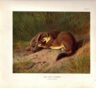 The Stoat In Summer Rare Limited-Edition Coloured Antique Print-91.
