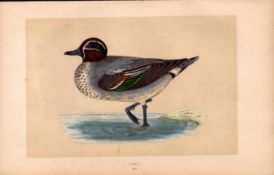 Teal Rev Morris Antique History of British Birds 170 Years-Old Engraving.