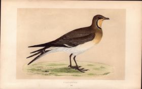 Pratincole Rev Morris Antique History of British Birds 170 Years-Old Engraving.