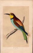 Bee-Eater Rev Morris Antique History of British Birds 170 Years-Old Engraving.
