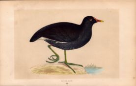 Moor Hen Rev Morris Antique History of British Birds 170 Years-Old Engraving.