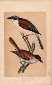 Red Backed Shrike Rev Morris Antique History of British Birds 170 Years-Old Engraving.