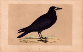 Rook Rev Morris Antique History of British Birds 170 Years-Old Engraving.