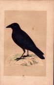 Crow Rev Morris Antique History of British Birds 170 Years-Old Engraving
