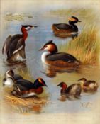 Antique Scarce Archibald Thorburn First Edition Large Bird Print Grebe Seabirds-78.