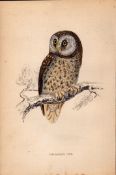 Tengmalm’s Owl Rev Morris Antique1888 History of British Birds Engraving.18.