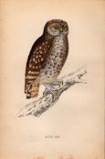 Little Owl Rev Morris Antique1888 History of British Birds Engraving.19.