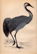 Crane Rev Morris 1888 Antique History of British Birds Engraving-40.
