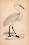 Great White Heron Rev Morris 1888 Antique History of British Birds Engraving-42.