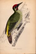 Green Woodpecker Rev Morris 1888 Antique History of British Birds Engraving-28.