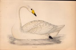 Hooper Swan Rev Morris Antique1888 History of British Birds Engraving-21.