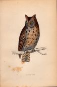 Mottled Owl Rev Morris Antique1888 History of British Birds Engraving.17.