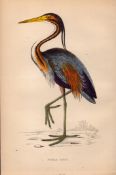 Purple Heron Rev Morris 1888 Antique History of British Birds Engraving-43.