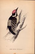 Lesser Spotted Woodpecker Rev Morris Antique History of British Birds Engraving-26.
