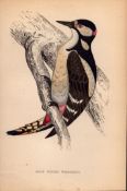 Great Spotted Woodpecker Rev Morris Antique History of British Birds Engraving-27.