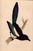 Magpie Rev Morris Antique 1888 History of British Birds Engraving-24.