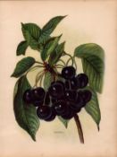 Bunch of Grapes Early Rivers 1891-1894 Antique Mary Rivers Fruit Illustration-4.