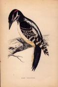 Hairy Woodpecker Rev Morris 1888 Antique History of British Birds Engraving-29.