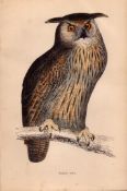 Eagle-Owl Rev Morris Antique1888 History of British Birds Engraving.12.