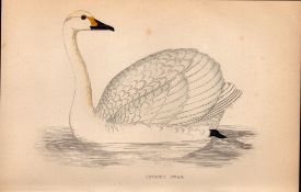 Bewick’s Swan Rev Morris Antique1888 History of British Birds Engraving-20.