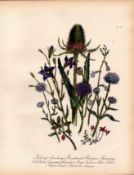 Jane Loudon Wildflower Rare 165-Yr-Old Antique Gilt-Edged Illustration-41.