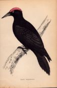 Black Woodpecker Rev Morris Antique 1888 History of British Birds Engraving-25.
