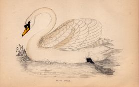 Mute Swan Rev Morris Antique 1888 History of British Birds Engraving-22.