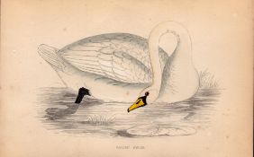 Polish Swan Rev Morris Antique 1888 History of British Birds Engraving-23.