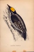 Three-Toed Woodpecker Rev Morris Antique History of British Birds Engraving-30.