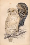 Snowy Owl Rev Morris Antique1888 History of British Birds Engraving.16.