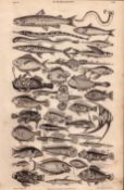 Ichthyology 34 Illustrations Species Marine Fishes Antique 154 Yrs-Old Steel Engraving -5.
