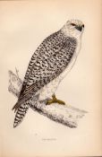 Jer-Falcon Rev Morris Antique 1888 History of British Birds Engraving-7.