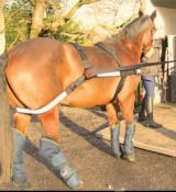 Equisafe Easy Loader Training Aid Harness
