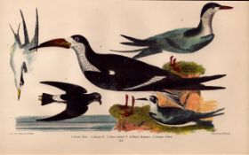 Alexander Wilson Rare American Birds Great Tern, Black Skimmer-60.