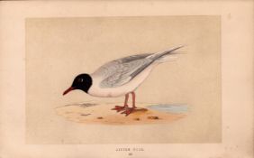 Little Gull Rev Morris Antique History of British Birds 170 Years-Old Engraving.