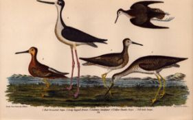 Alexander Wilson Rare American Birds Red-Breasted Snipe, Avoset, Sandpiper-58.