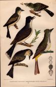 Alexander Wilson Rare American Ornithology Tyrant Flycatcher, Great Crested, Pe-We-13.