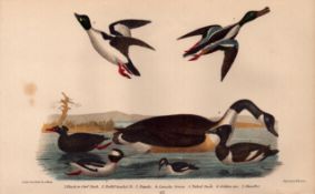 Alexander Wilson Rare American Birds Canada Goose, Shoveller, Duck-67.