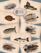 Job-Lot 9 Antique Johnathan Couch Fishes of The British Isles Engravings-8.