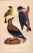 Alexander Wilson Rare American Birds Louisiana Tanager, Clarks Crow, Woodpecker-20.