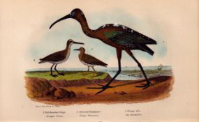 Alexander Wilson Rare American Birds Snipe, Sandpiper, Ibis-23.