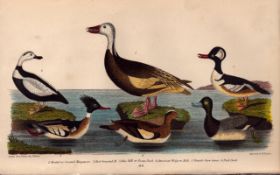 Alexander Wilson Rare American Birds Merganser, Scaup Duck, Widgeon, Snow Goose-69.