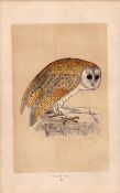 White Owl Rev Morris Antique History of British Birds 170 Years-Old Engraving.