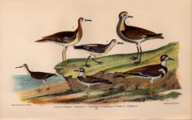Alexander Wilson Rare American Birds Spotted Sandpiper & Plovers-59.